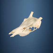 508KU Crane de cerf, bois de