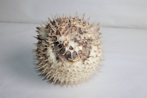Taxidermie poisson lune