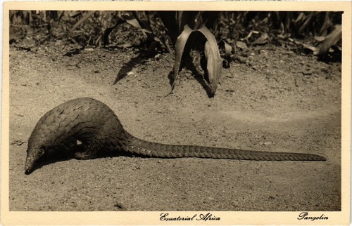 Kenya pangolin - kenya, (a53116)