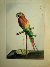 Edgar CHAHINE (1874-1947) GRAVURE PERROQUET FLAUBERT OISEAU POST IMPRESSIONNISME