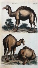 Gravure Animalière Ancienne