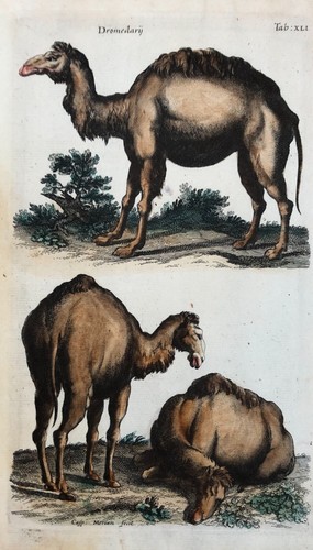 Gravure animalière ancienne - gravure,