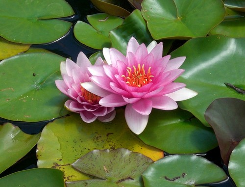Special petit bassin - ,