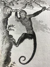 Saï Singe Capucin Capucinus 1804 Gravure Primate Primatologie Éthologie Singe
