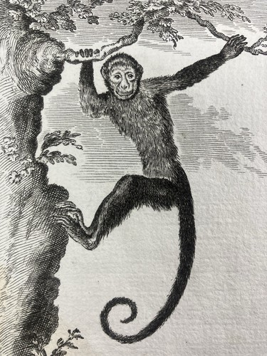 Saï singe capucin capucinus - saï,