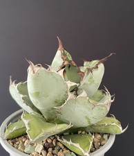 Magnifique Agave Titanota "Black &Blue" Compact. Cactus Caudex Succulente Plante