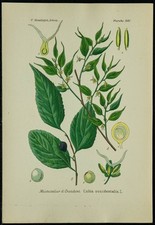 1898ca - Micocoulier