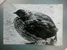 CPM CPSM CARTE POSTALE