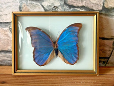 ? Superbe cadre papillon naturalisé – verre bombé – déco murale vintage ?
