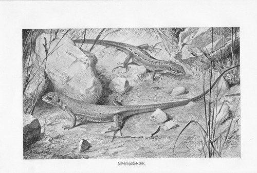 Lacerta bilineata origine - lacerta,