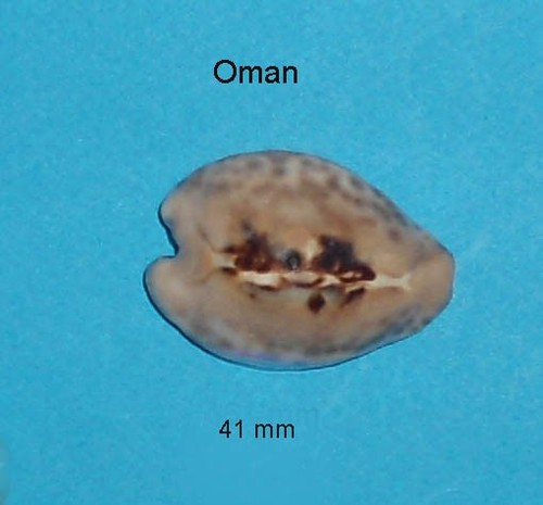 Cypraea teulerei oman 41 - cypraea,