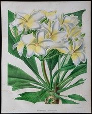 1843 - Plumeria - Gravure