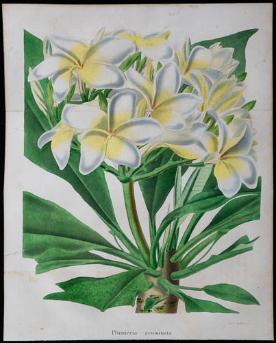 1843 plumeria gravure - -,