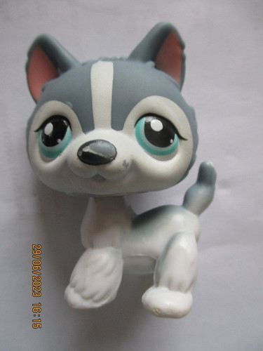 Petshop chien husky - chien,