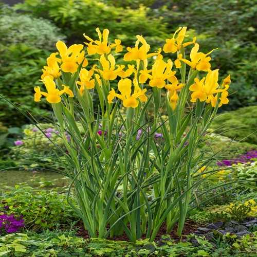 Bulbes iris hollandais - d'iris,