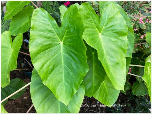 Colocasia maui gold 1 - colocasia,