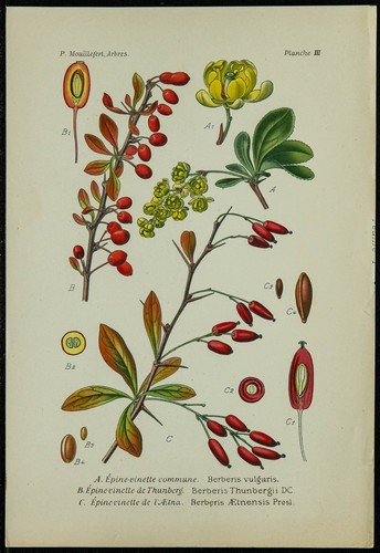 1898ca épine vinette - -, Épine-vinette