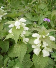 Lamier blanc ou - lamier,