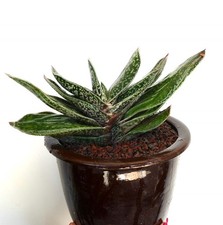 Giant gasteria maryland - gasteria,
