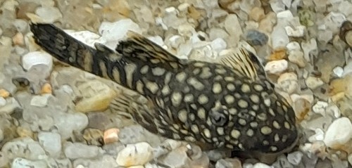 Ancistrus le lot - ancistrus, de