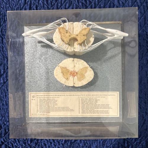 Origin the nerves - of,