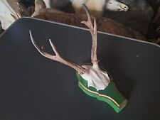 Trophée de chevreuil de Sibérie sur écusson ; Capreolus pygargus #3110