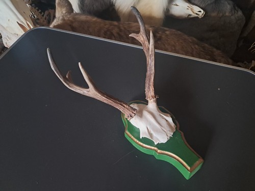 Trophée chevreuil de - chevreuil,
