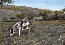 14-PAYSAGE NORMAND-ANE PORTEUR DE LAIT-N�2877-A/0081