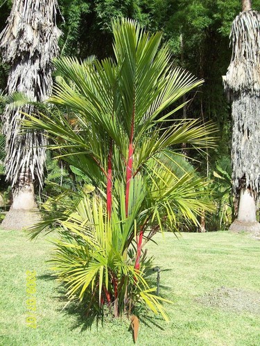 Sealing wax palm - sealing,