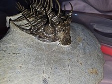 Trilobite spiny-nosed