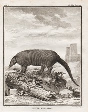 Pholidota Pangolin Animaux