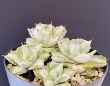 4 Agave Potatorum Variegata "Shoji-Raijin" Pot 16Cm Cactus Caudex Succulente