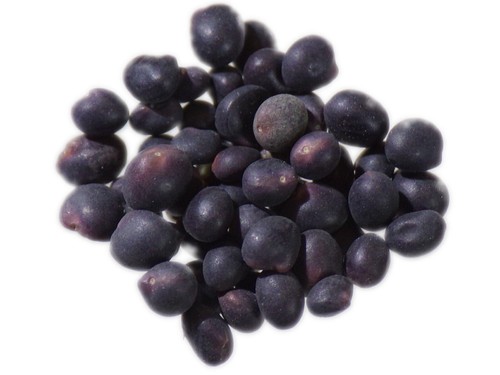 Trèfle souterrain trifolium - trèfle,