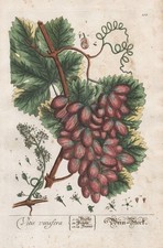 Vitis Vinifera Vin De Raisin