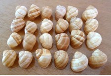 36 Coquilles Escargots De