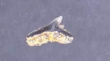 SHARK TOOTH REQUIN -