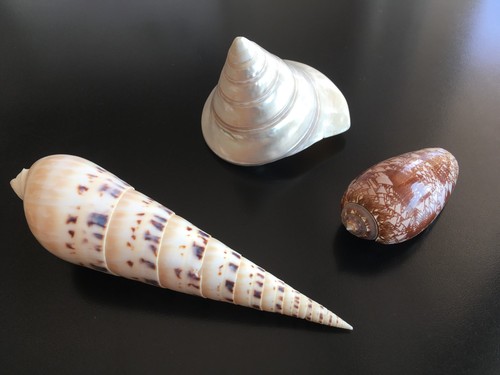 Coquillages collection - 3, de