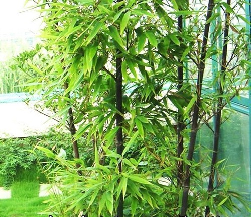 Black bamboo seeds - 50+black,