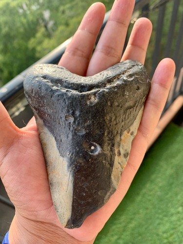 Dent megalodon 13 cm - de, 13 cm