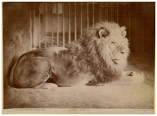 Alinari, Italia, Firenze, Serraglio Bidel, Leone "Nerone" vintage albumen print