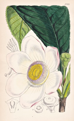 Gustavia insignis fleur - gustavia,