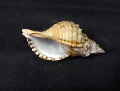 Coquillage petit conque 15cm - petit,