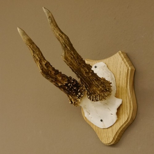 Bois cerf anormal - bois,