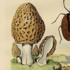 Champignon Morille Mormolyce