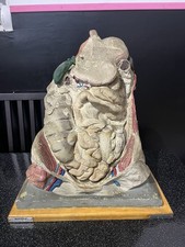 Rare Écorché Auzoux Cabinet