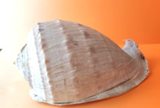  RARE Grand coquillages   LAMBI - CONQUE - MADAGASCAR  16 cm