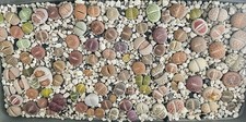 RARE! Lithops Group Adult