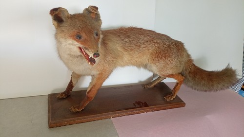 Renard naturalisé sur socle