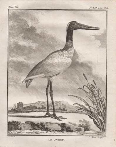 Jabiru stork amérique - jabiru, oiseaux
