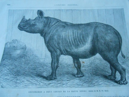 Gravure 1868 rhinocéros à - -,